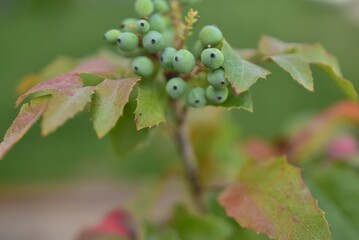 Mahonia pinnata, A shrub species in the measles family.