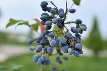 Mahonia pinnata, A shrub species in the measles family.