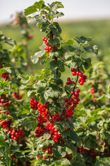 Red currants on the bush branch in the garden. Young currant berries ripen on a bush in the garden, ripe berries in the garden and on the farm. Concept of agrarian industry.