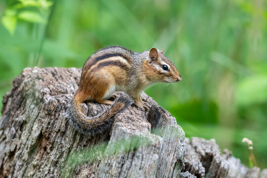 Eastern chipmunk on wooden stump