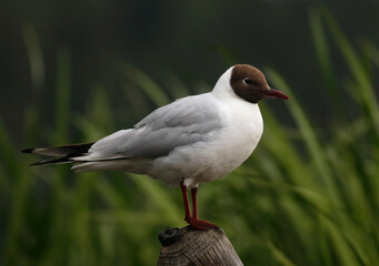 Black-headed gull	