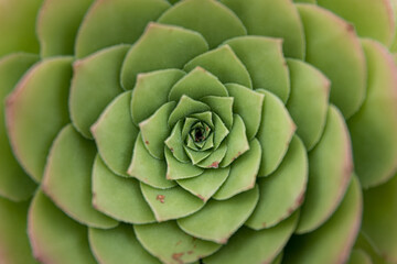 Centered spiral of green leaves