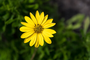 Yellow daisy isolated against a blurred green background