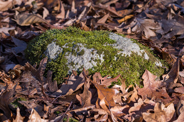 Moss covered rock surrounded by brown fallen leaves