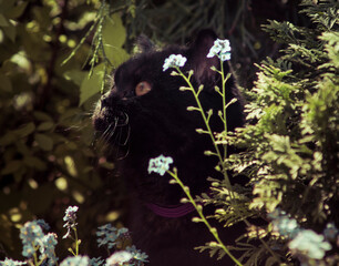 black cat between flowers