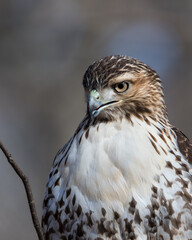 Red-tailed hawk portrait against blurred background of sky and trees