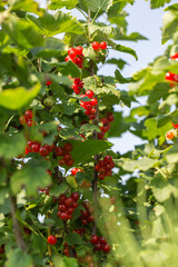 Red currants on the bush branch in the garden. Young currant berries ripen on a bush in the garden, ripe berries in the garden and on the farm. Concept of agrarian industry.