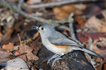 Tufted titmouse standing on a decaying log having picked up a seed in its beak