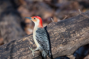 Red-bellied woodpecker resting on a log