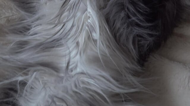 Close up flying over a sleeping cat gray white maine coon