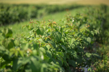 Row of blackcurrant bushes on a summer farm in sunny day. Location place of Ukraine, Europe. Photo of creativity concept. Scenic image of agrarian land in springtime. Discover the beauty of earth.