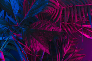Tropical leaf forest glow in the black light background. High contras