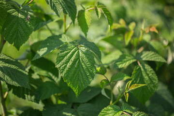 Row of blackcurrant bushes on a summer farm in sunny day. Location place of Ukraine, Europe. Photo of creativity concept. Scenic image of agrarian land in springtime. Discover the beauty of earth.