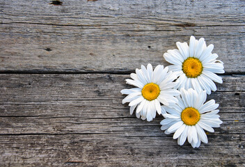 camomile on a wooden background and place for text. summer in the village
