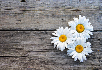 Fototapeta premium camomile on a wooden background and place for text. summer in the village