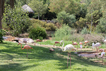 group of flamingos