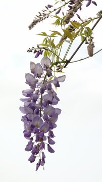 Closeup shot of beautiful purple Chinese wisteria flowers on a white background