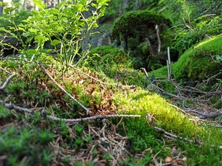Runo leśne © Krzysztof
