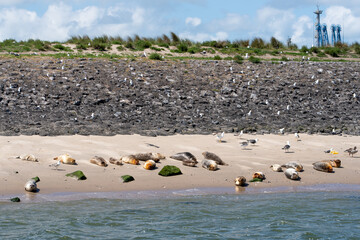 Seals in harbour