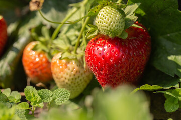 Strawberry plant. Strawberry bush. Strawberries in growth at garden. Ripe berries and foliage. Rows with strawberry plants. Fruit production. Smart agriculture, farm, technology concept.