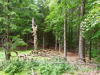 Złamany pień drzewa w lesie