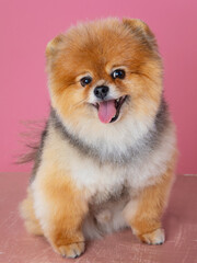 Obraz premium red spitz on a pink background, funny dog
