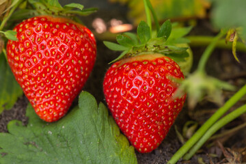 Strawberry plant. Strawberry bush. Strawberries in growth at garden. Ripe berries and foliage. Rows with strawberry plants. Fruit production. Smart agriculture, farm, technology concept.