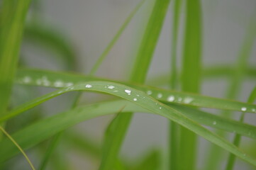 rain droplets on grass