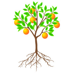 A tree of an grapefruit with fruits and roots on a white background.