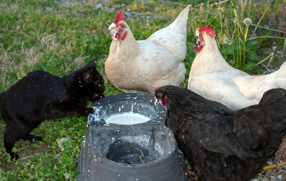 A bowl of cream, three chickens and one cat makes a mess and a little funny farm in Missouri. Bokeh background.