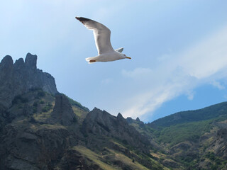 A white sea gull flies over the sea, spreading its large white wings, in the background the inaccessible cliffs of the Karadag mountain range, Crimea