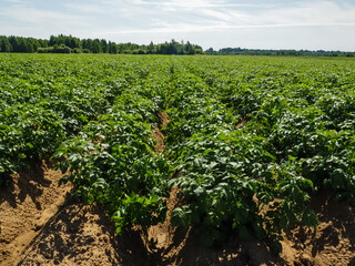 Fototapeta na wymiar green field of potatoes. farm. industry