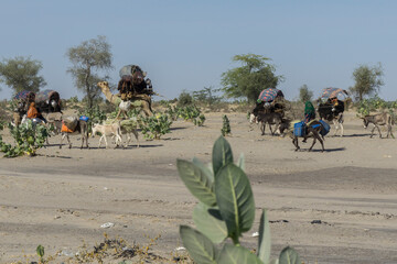 Sahara desert, Caravan of toubou nomads, Chad