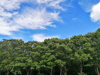 Fototapeta na wymiar trees and sky