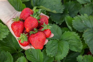 Hands of farmer holding freshly picked strawberries. handful of fresh strawberries over the field with leaves and unripe berries. Concept of vegetarian dieting, raw food ingredients, healthy.
