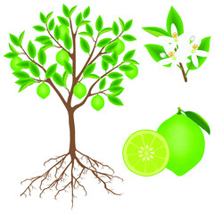 Parts of a lime plant on a white background.