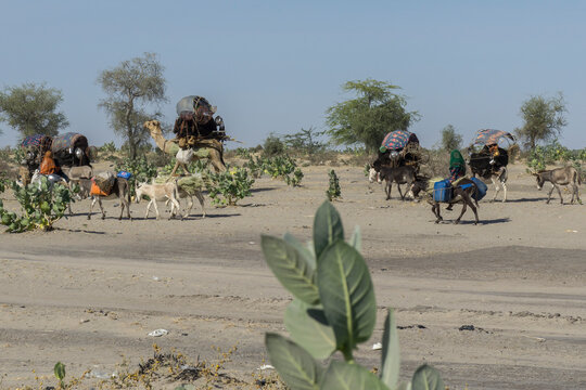 Sahara desert, Caravan of toubou nomads, Chad