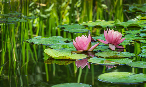 Two big amazing bright pink water lilies, lotus flowers Perry's Orange Sunset in garden pond. Beautiful nympheas reflected in water. Flower landscape for nature wallpaper