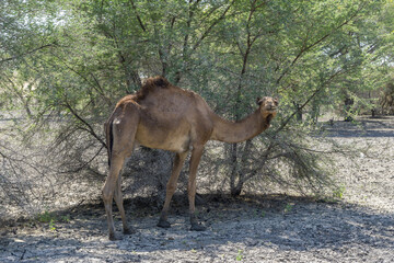 Camel alone in oasis / desert, Chad