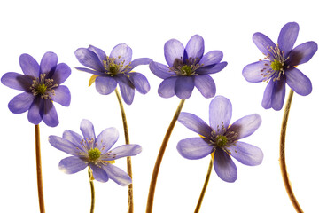 violet flowers isolated on white background