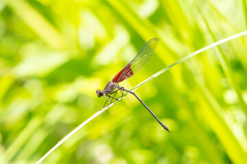 American Rubyspot dragonfly with black body, red and transparent wings, resting on blade of grass near river with tail down, California