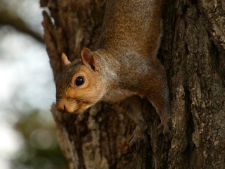 Naklejka na ściany i meble Eastern gray squirrel (Sciurus carolinensis) - grey squirell descending down tree, Washington D.C., USA