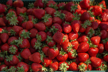 Fresh ripe perfect strawberry - Food Frame Background. Fresh strawberry as texture background. Natural food backdrop with red berries. Strawberries sale in a food market in summer.