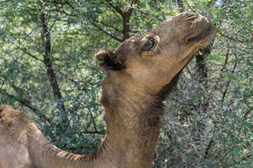 Camel alone in oasis / desert, Chad