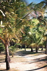 Obraz premium Tropical palm trees on Mauritius island