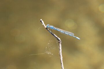 Small light blue and black dragonfly resting on twig with greenish-brown background