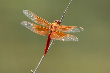 Closeup of Red, Orange dragonfly on a stick with delicate double wings open