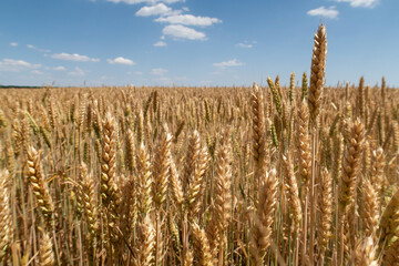 A field of ripe wheat and a blue sky with clouds.