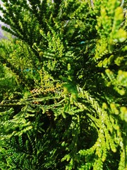 green fern background