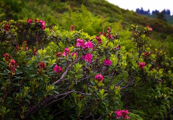 Fototapeta premium Alpenrosen an einem Bergwiesenhang in der Gipfelregion